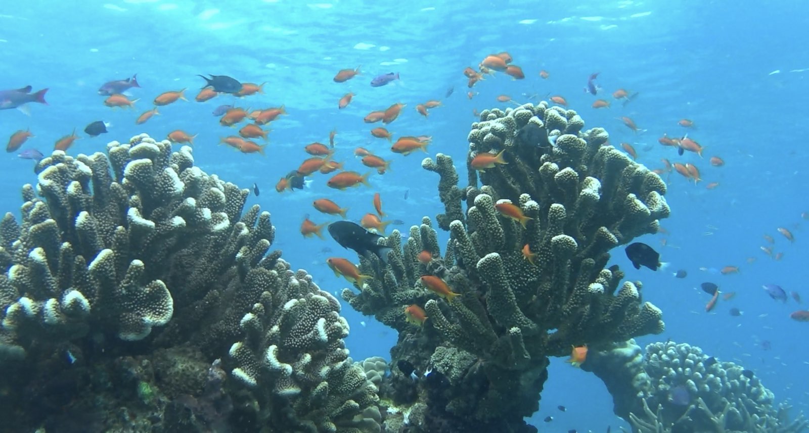 🇫🇯️ Vanau Balavu, Rainbow reef and Taveuni images/2025/van/41.jpg