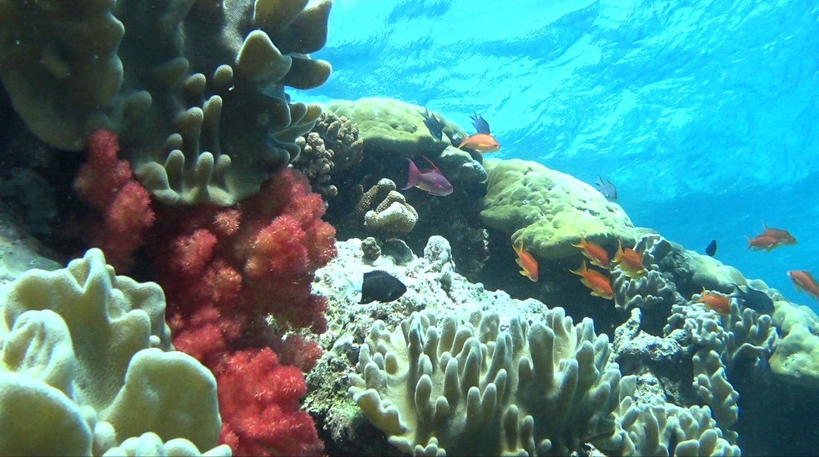 🇫🇯️ Vanau Balavu, Rainbow reef and Taveuni images/2025/van/42.jpg