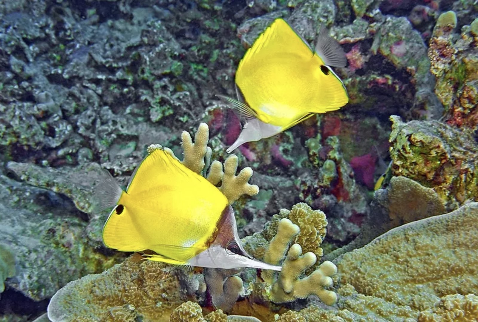 🇫🇯️ Vanau Balavu, Rainbow reef and Taveuni images/2025/van/45.jpg