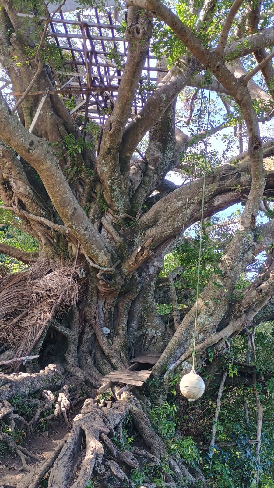 🇻🇺️ Vanuatu images/2025/vu/20.jpg