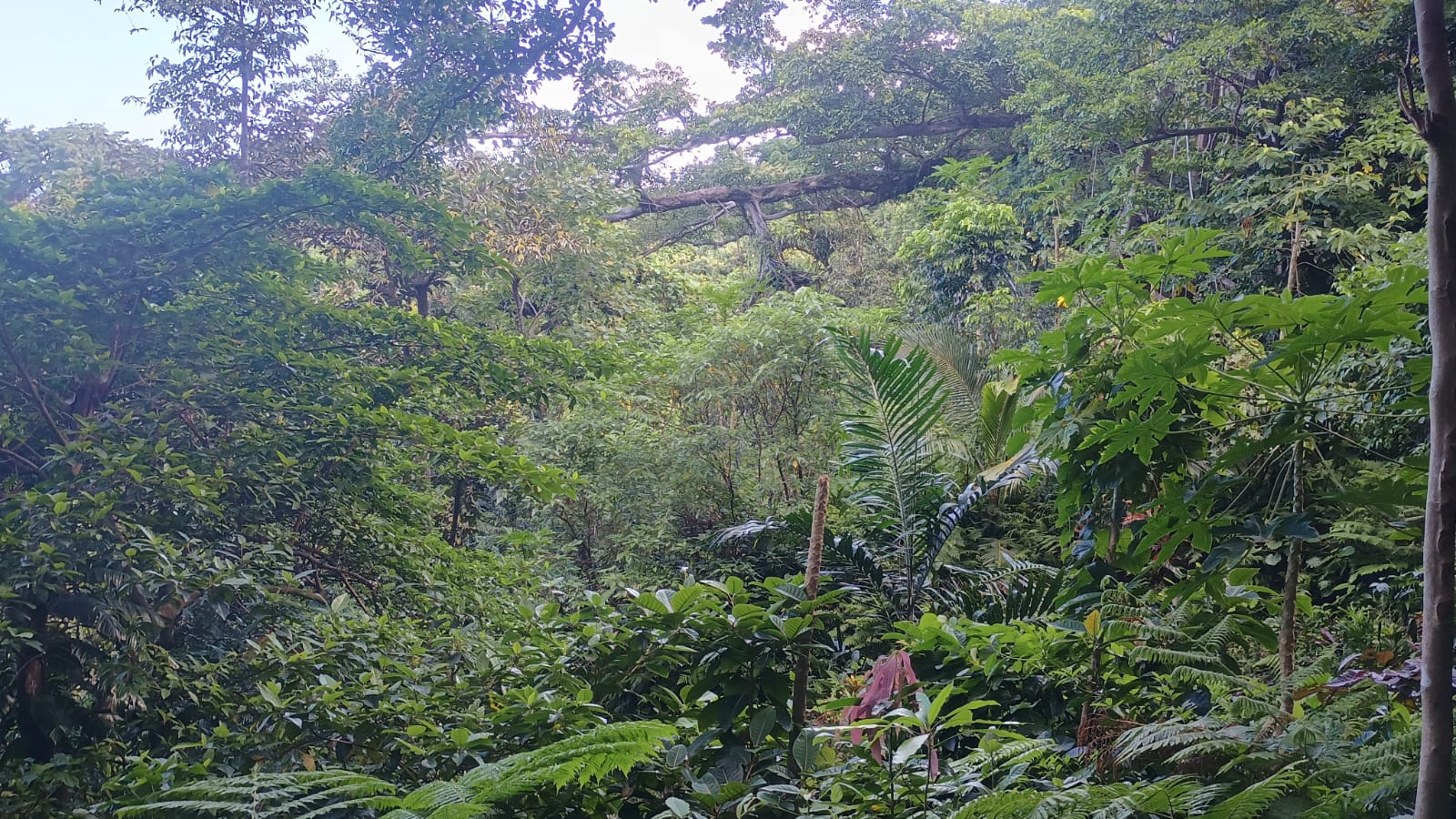 🇻🇺️ Vanuatu images/2025/vu/24.jpg