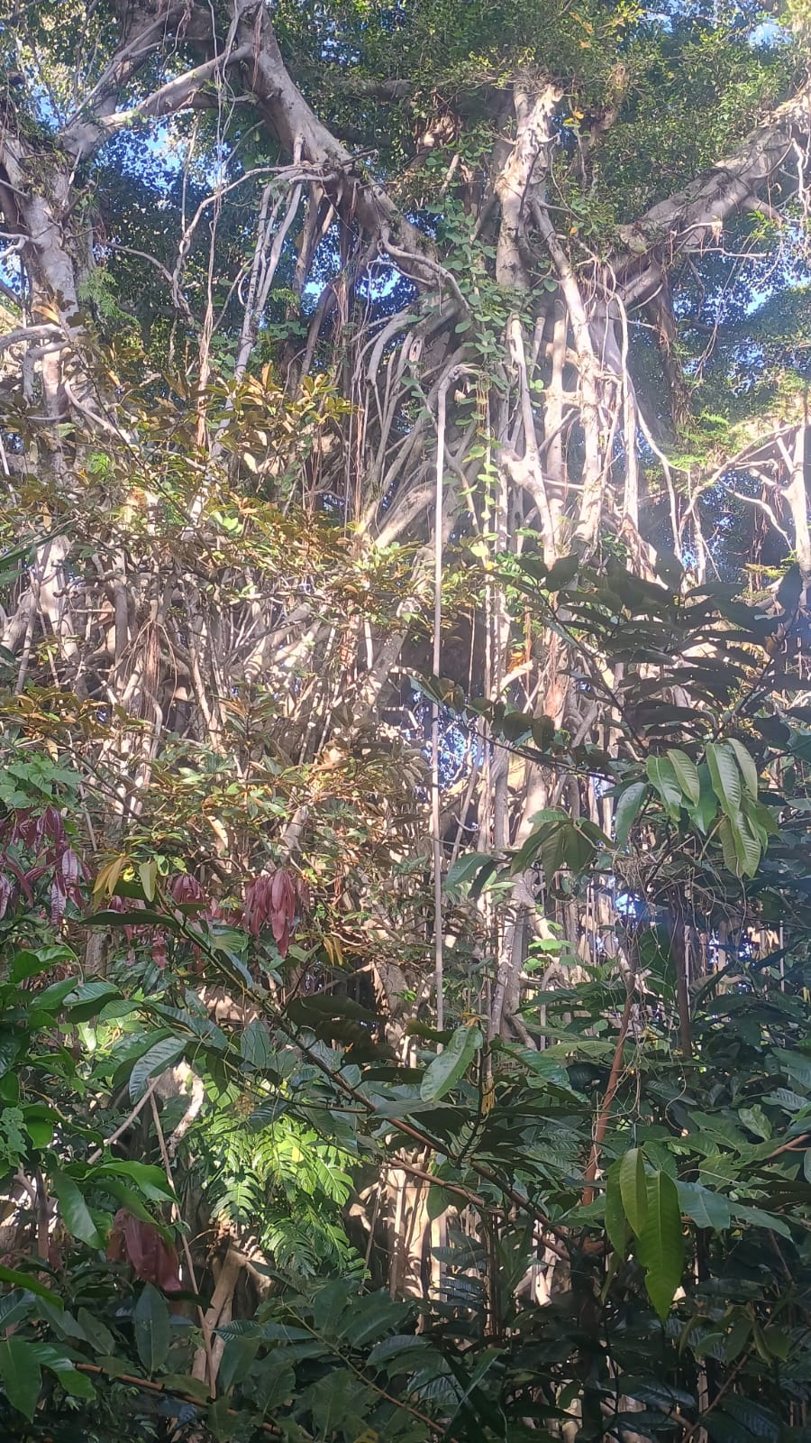 🇻🇺️ Vanuatu images/2025/vu/25.jpg