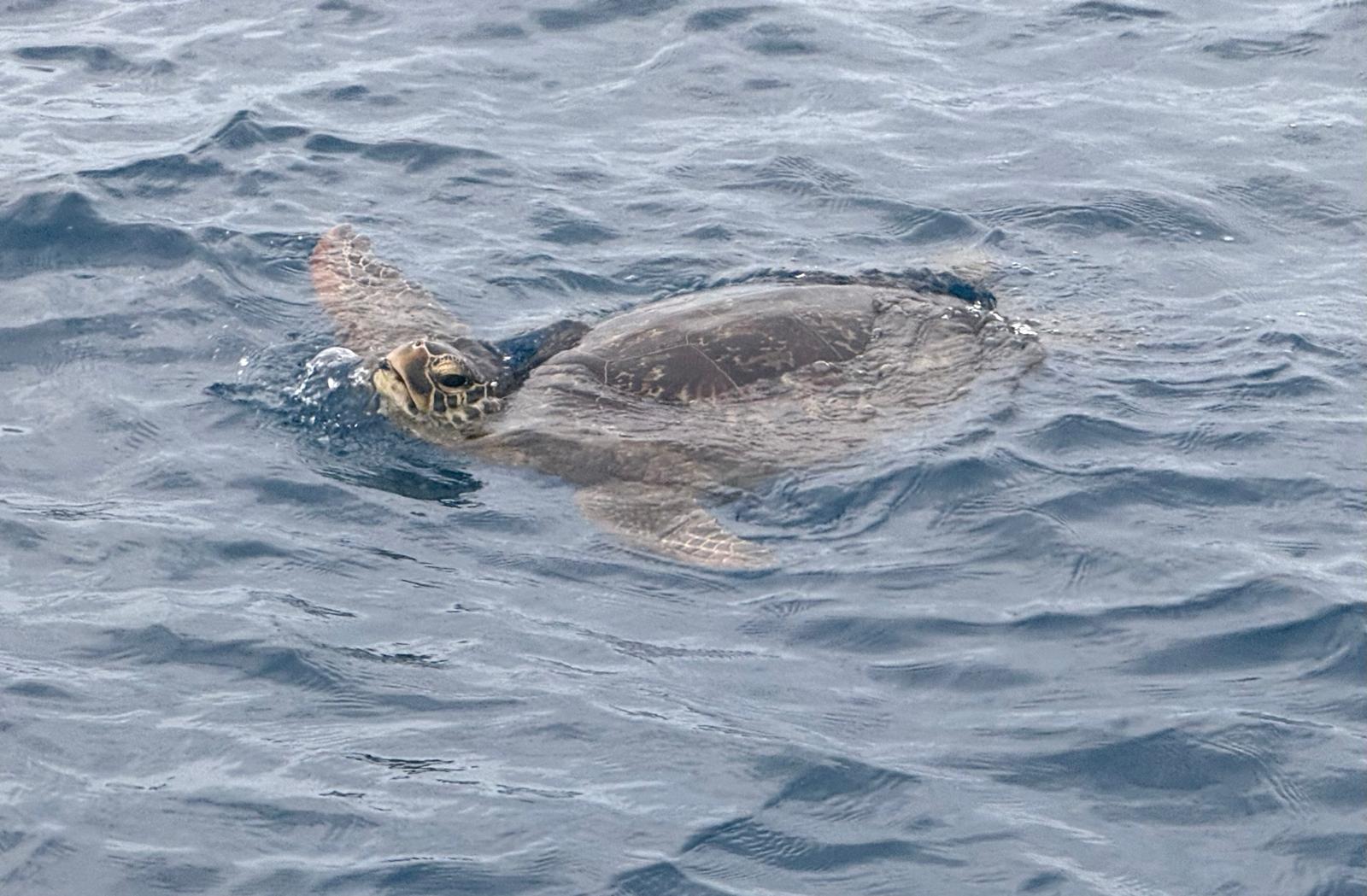 🇻🇺️ Vanuatu images/2025/vu/44.jpg