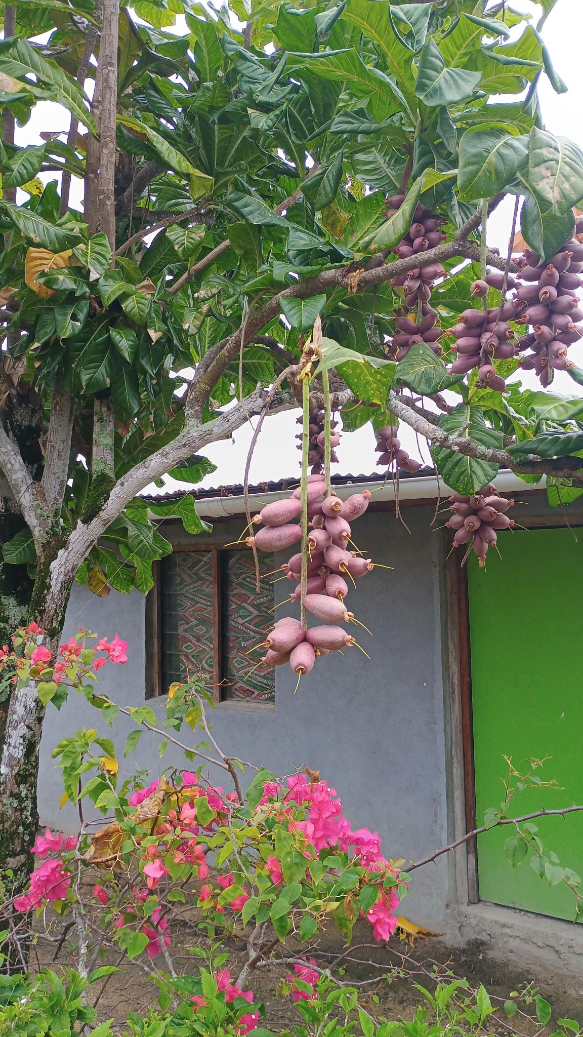 🇻🇺️ Vanuatu images/2025/vu/msk1.jpg