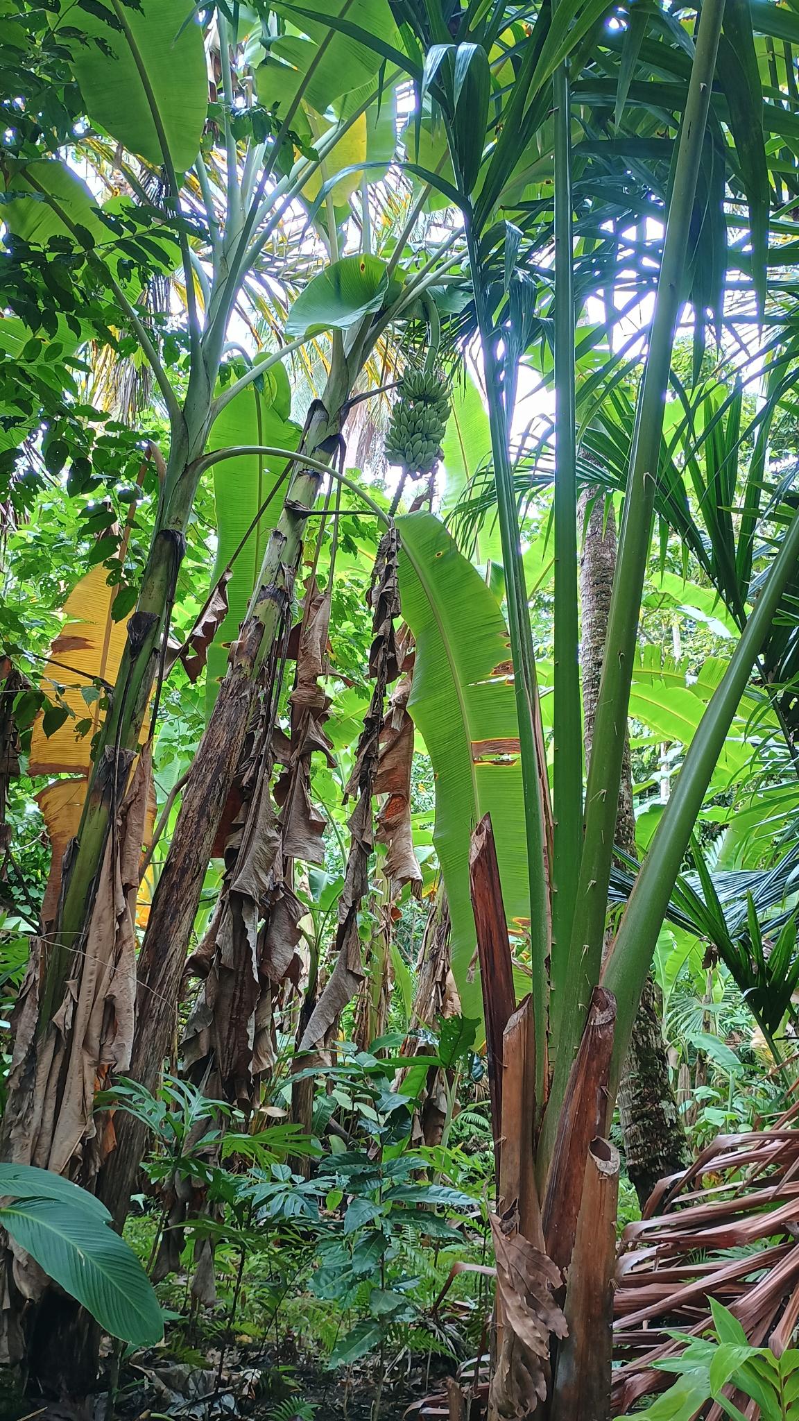 🇻🇺️ Vanuatu images/2025/vu/msk2.jpg