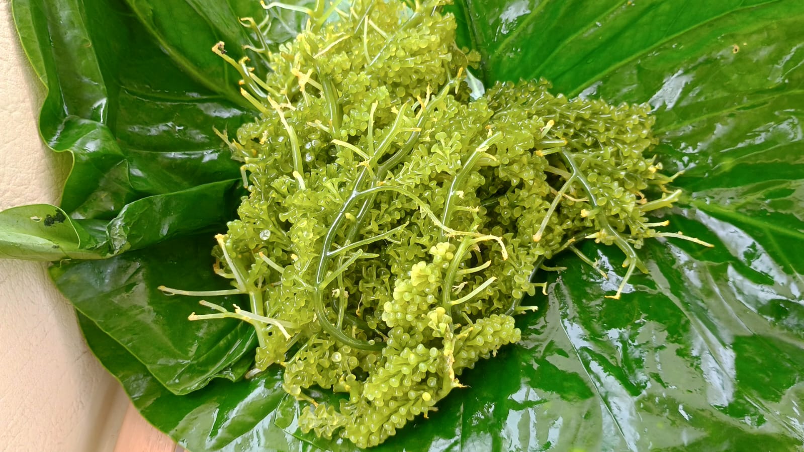 🇸🇧️ The western province images/2025/wes/sg.jpg