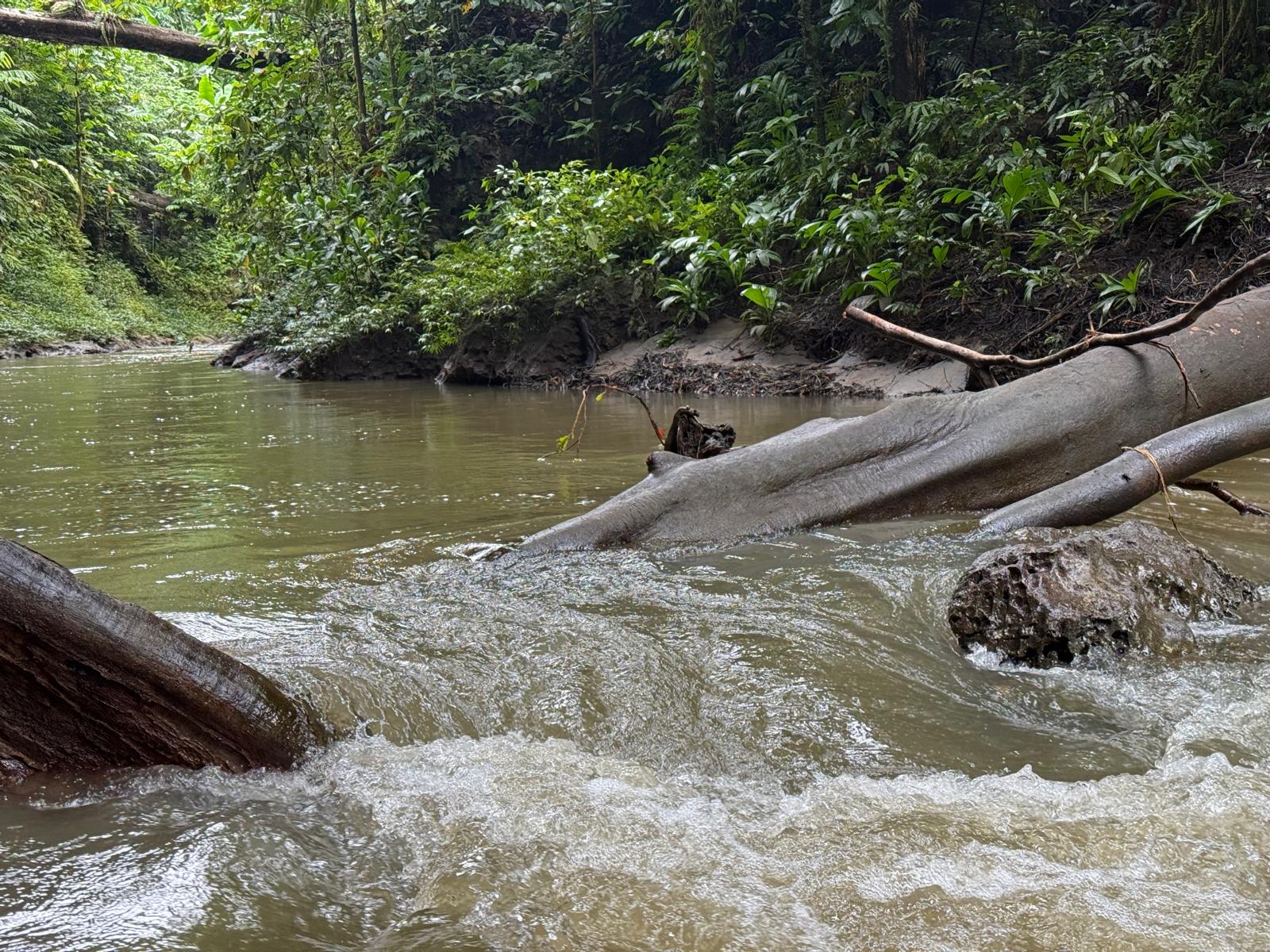 🇸🇧️ The western province images/2025/wes/tree.jpg