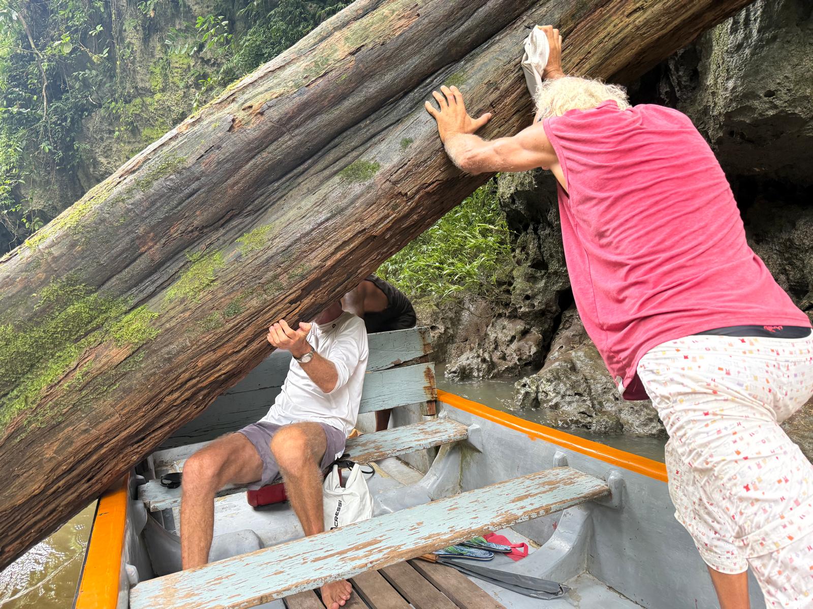 🇸🇧️ The western province images/2025/wes/tree1.jpg