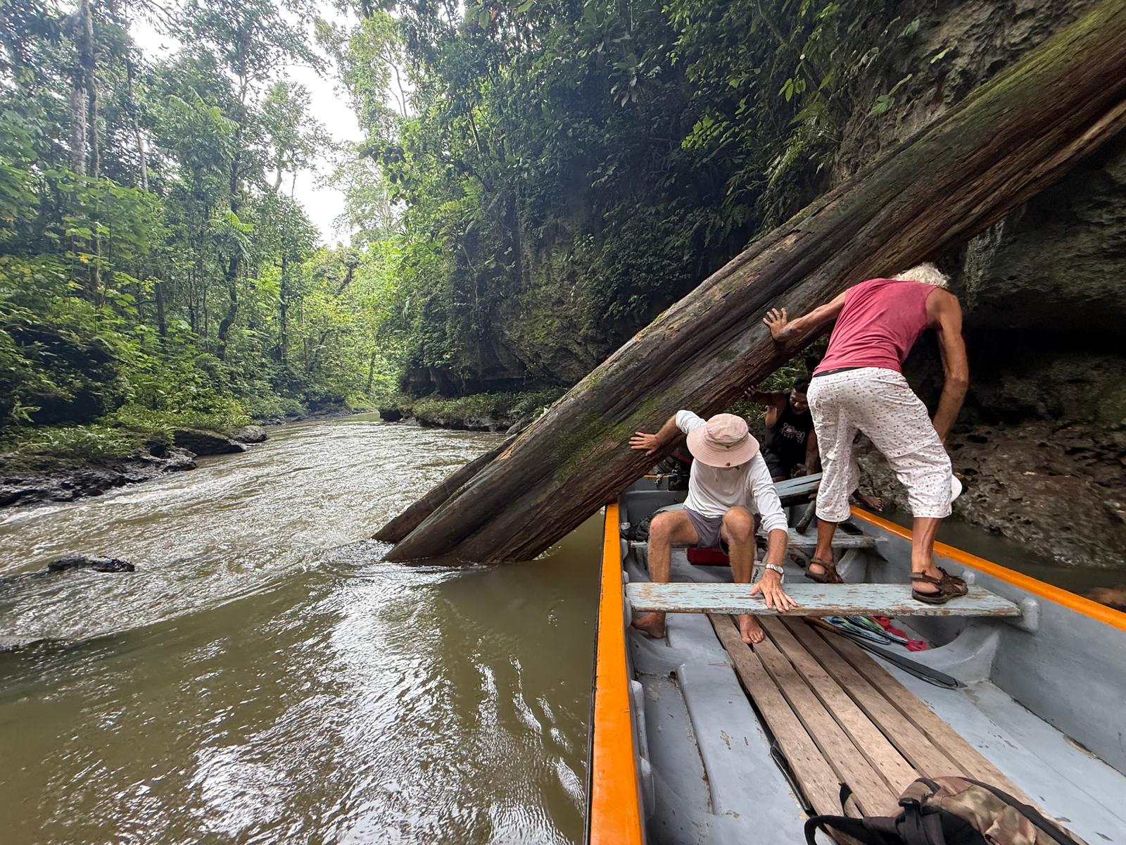 🇸🇧️ The western province images/2025/wes/tree2.jpg