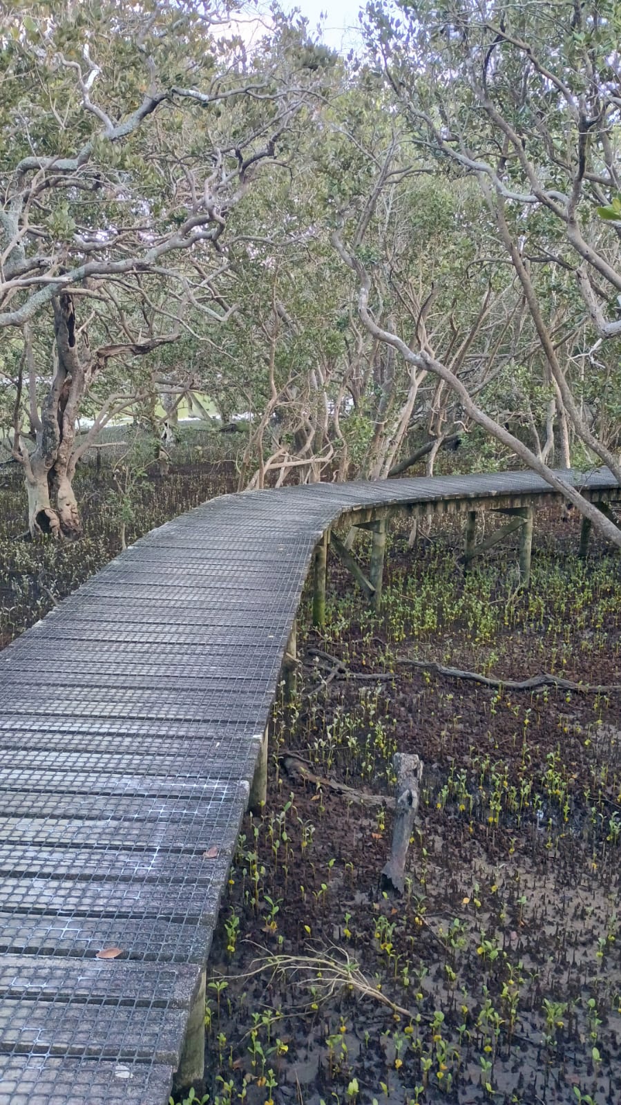  🇳🇿️ Whangarei its wonderfull to be here images/2025/whang/walk1.jpg